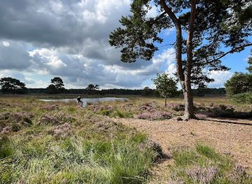 netherlands/veluwe/attraction/mountainbikenopdeveluwe-nl