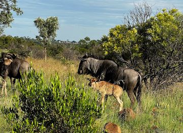 south-africa/bushveld/attraction/dinokeng-game-reserve