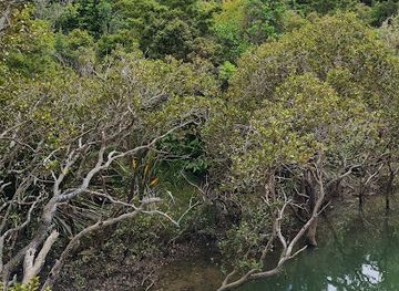 new-zealand/whangarei/attraction/kioreroa-scenic-reserve