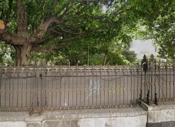 italy/catania/attraction/big-cool-tree