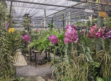 thailand/samut-prakan/attraction/niyom-s-orchid-farm