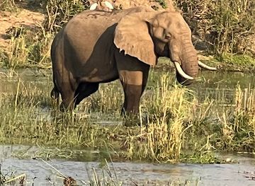 zambia/blue-lagoon-national-park/attraction/bungwe-islands-innocent