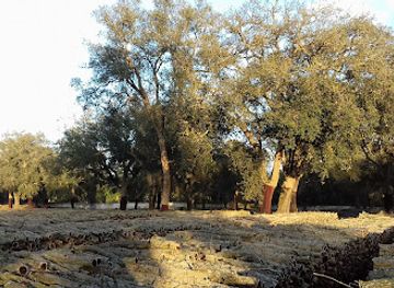 morocco/gharb/attraction/forest-maamora