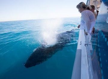 australia/fraser-island/attraction/pacific-whale-foundation-australia