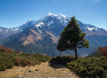 nepal/tilicho-lake/attraction/yak-kharka