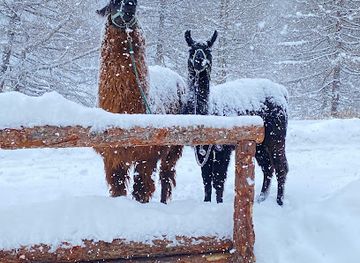 italy/livigno/attraction/lama-alpaca-adventure-livigno