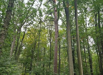 poland/warta-mouth-national-park/attraction/boguslaw-sosna-boguslawska