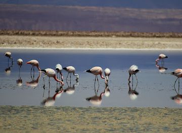 chile/antofagasta-region/attraction/reserva-nacional-los-flamencos