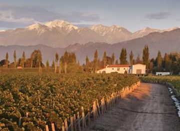 argentina/mendoza/attraction/bodega-vina-alicia
