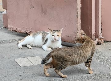 philippines/manila/attraction/bahay-ni-bochog