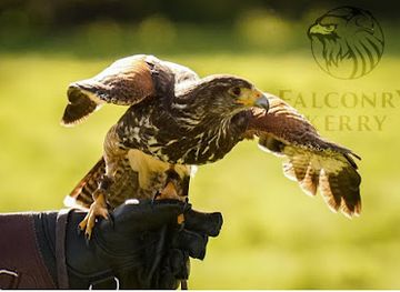 ireland/county-kerry/attraction/falconry-kerry-in-killarney