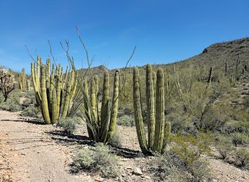 Organ Pipe Cactus National Monument