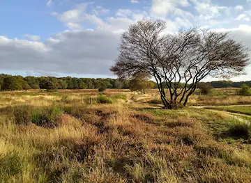 Goois Natuurreservaat Tafelbergheide
