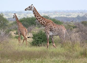 kenya/watamu/attraction/roy-tours-safari