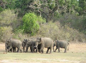 sri-lanka/bundala-national-park/attraction/bundala-safari-and-yala-safari