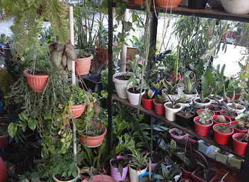 Innasplantparadise