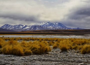 chile/antofagasta/attraction/reserva-nacional-alto-loa