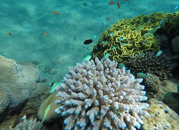 israel/red-sea-coral-reef/attraction/dekel-beach