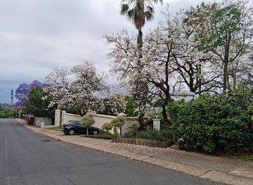 south-africa/pretoria/attraction/white-jacarandas