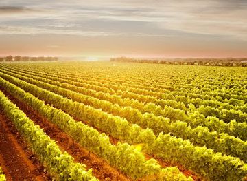 italy/salento/attraction/cantina-vecchia-torre