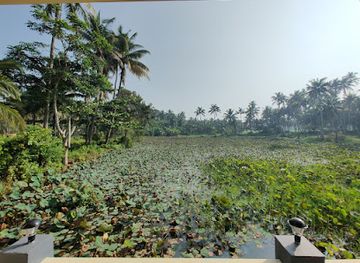 india/varkala/attraction/lotus-field-varkala