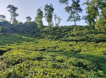 bangladesh/sylhet-division/attraction/tourist-tea-stall