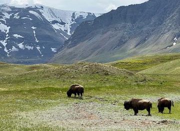 montana/glacier-national-park/attraction/bison-paddock