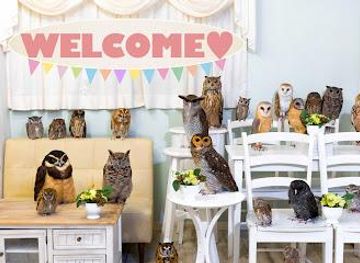 japan/kawachi/attraction/owl-cafe-tokyo