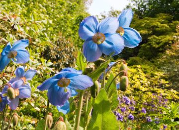 united-kingdom/scotland/attraction/branklyn-garden