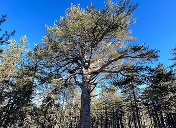 cyprus/kokkinochoria-red-soil-villages/attraction/500-years-old-pine