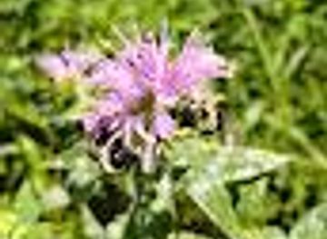 south-carolina/charleston/attraction/kanawha-state-forest-main-office-gift-shop-nature-center