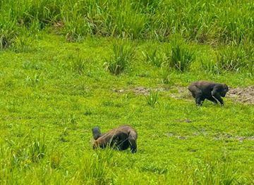 cameroon/east-region/attraction/lobeke-national-park