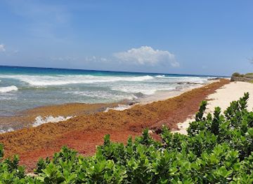 barbados/welchman-hall-gully/attraction/the-richard-haynes-boardwalk
