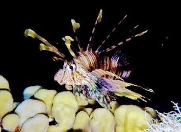 egypt/sharm-el-sheikh/attraction/pirates-dive-club