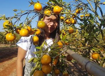 myanmar-burma/mandalay/attraction/htoo-orange-farm