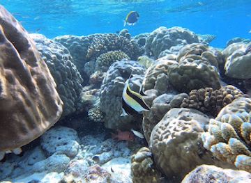 maldives/meemu-atoll/attraction/filitheyo-island-resort-house-reef