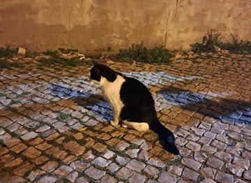 portugal/arrabida-natural-park/attraction/great-cat