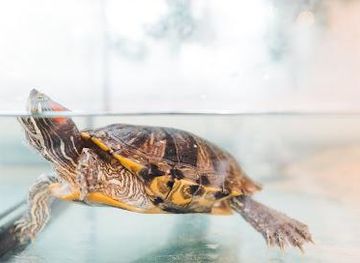 massachusetts/martha-s-vineyard/attraction/maria-mitchell-hinchman-house-natural-science-museum