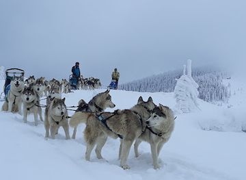 romania/harghita/attraction/siberian-angel-team