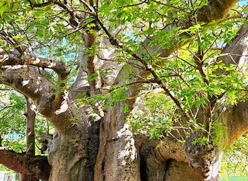barbados/saint-michael/attraction/ancient-baobab-tree