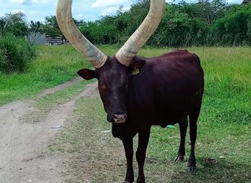 uganda/ankole/attraction/rohimo-tours-safaris