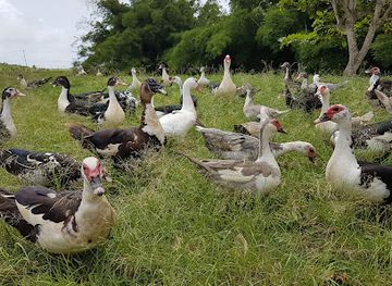 barbados/saint-john/attraction/yarico-pond-duck-pond-farm