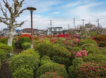 japan/hitachi/attraction/karasuyama-tsutsuji-ryokuchi-park