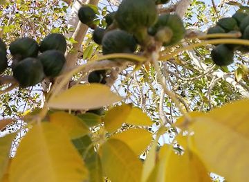 pakistan/sindh/attraction/shahmaki-fort