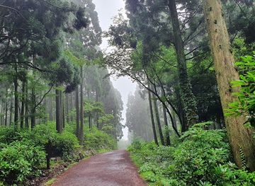 south-korea/jeju-city/seogwipo-city/attraction/seogwipo-forest-of-healing