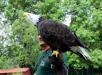 czechia/south-moravia/attraction/dravci-lednice-seiferos-letove-ukazky-dravcu-a-sov