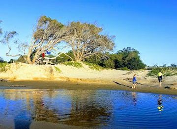 california/pismo-beach/attraction/monarch-butterfly-grove