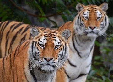 spain/madrid/attraction/zoo-aquarium-de-madrid