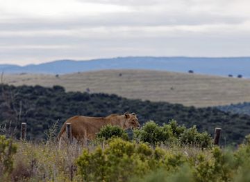 south-africa/addo-elephant-national-park/attraction/zuurkop-lookout