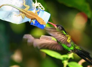 jamaica/savanna-la-mar/attraction/rocklands-bird-sanctuary-montego-bay